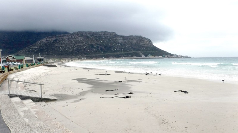 Studies Showed That Atrazine A Banned Pesticide Was Detected In Most Of The Samples Analysed At All Sampling Points Around The Cape Peninsula